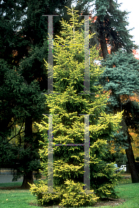 Picture of Picea orientalis 'Aurea'