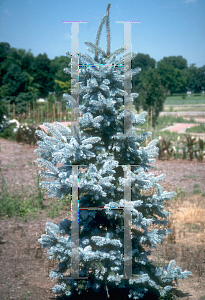 Picture of Picea pungens 