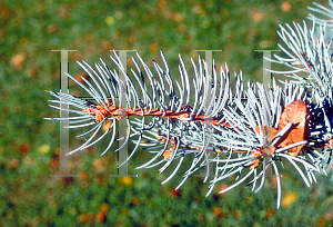 Picture of Picea pungens 'Bakeri'