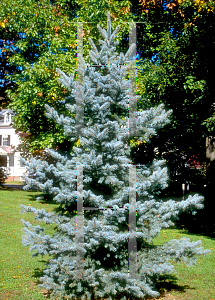 Picture of Picea pungens 'Bakeri'