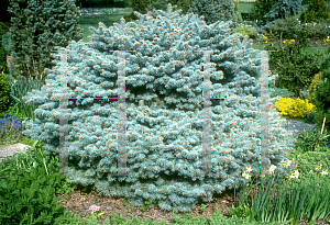 Picture of Picea pungens 'Glauca Globosa'