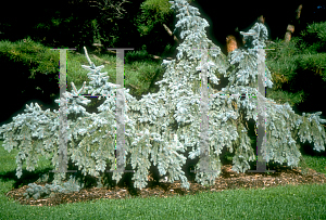 Picture of Picea pungens 'Glauca Pendula'