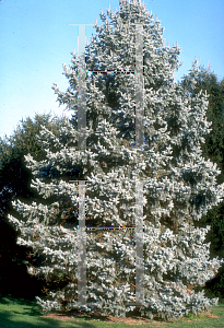 Picture of Picea pungens f. glauca 