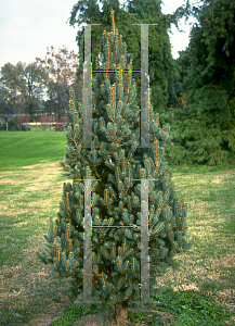 Picture of Picea pungens 'Iseli Fastigiata'