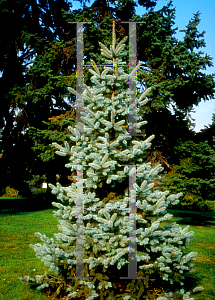 Picture of Picea pungens 'Koster'