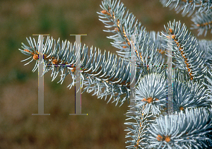 Picture of Picea pungens 'Moerheimii'