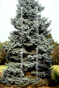 Picture of Picea pungens 'Moerheimii'