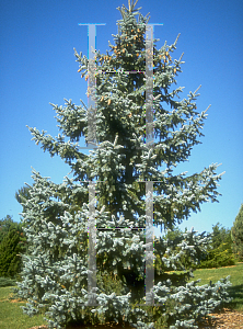 Picture of Picea pungens 'Thompsen'