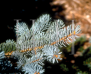 Picture of Picea pungens 'Thompsen'