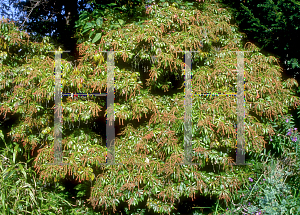 Picture of Pieris japonica 