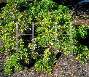 Picture of Pieris japonica 'Compacta'