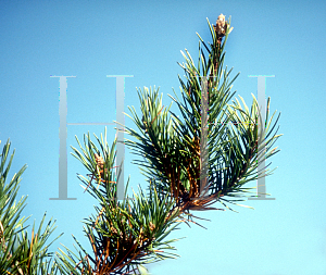 Picture of Pinus banksiana 