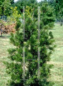 Picture of Pinus bungeana 