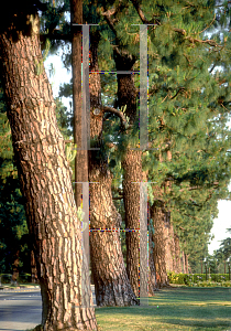 Picture of Pinus canariensis 