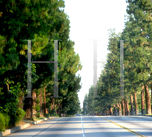 Picture of Pinus canariensis 