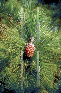 Picture of Pinus canariensis 