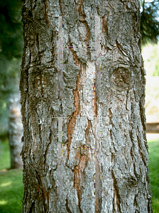 Picture of Pinus coulteri 