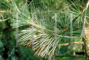 Picture of Pinus coulteri 