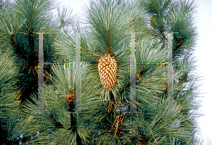 Picture of Pinus coulteri 