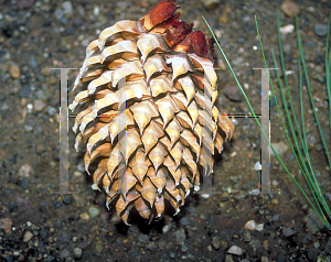 Picture of Pinus coulteri 