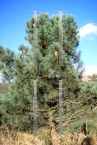 Picture of Pinus coulteri 