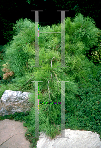 Picture of Pinus densiflora 'Pendula'