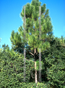 Picture of Pinus elliottii 