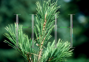 Picture of Pinus flexilis 