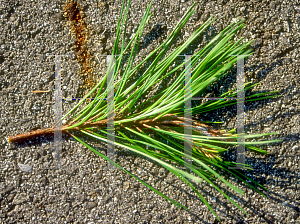 Picture of Pinus glabra 