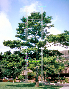 Picture of Pinus glabra 