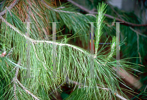 Picture of Pinus halepensis 