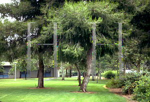 Picture of Pinus halepensis 