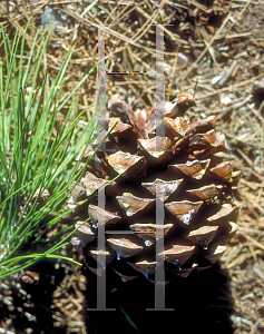 Picture of Pinus halepensis 