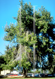 Picture of Pinus halepensis 