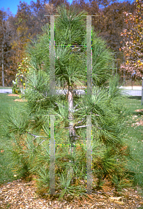 Picture of Pinus jeffreyi 