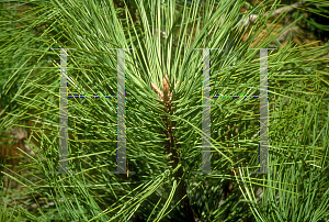 Picture of Pinus jeffreyi 