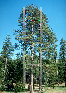 Picture of Pinus jeffreyi 