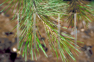 Picture of Pinus monticola 