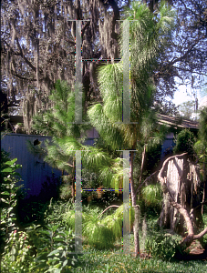 Picture of Pinus palustris 