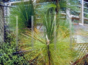 Picture of Pinus palustris 