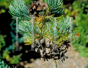 Picture of Pinus parviflora (Glauca Group) 'Glauca'