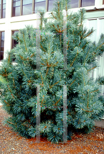 Picture of Pinus parviflora (Glauca Group) 'Glauca'