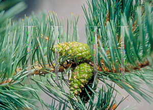 Picture of Pinus parviflora (Glauca Group) 'Glauca'