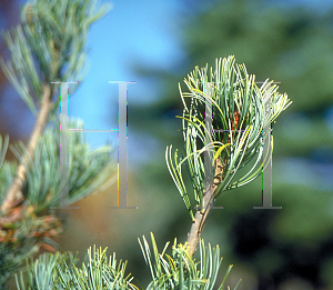 Picture of Pinus pumila 