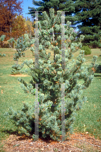 Picture of Pinus pumila 