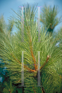 Picture of Pinus resinosa 