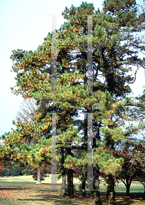 Picture of Pinus rigida 