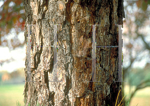 Picture of Pinus rigida 