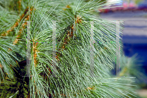 Picture of Pinus strobus 