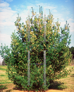 Picture of Pinus strobus 'Contorta'